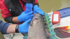Stitched up and ready to go, a channel catfish is about to be released June 3 after a transmitter unit was surgically implanted June 3 on the Manitoba side of the Red River. (Photo: Connor Chance-Ossowski)